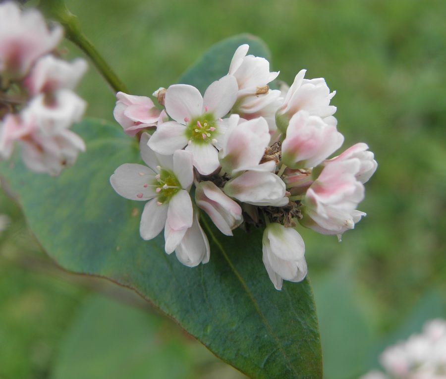 Fleurs de sarrasin, blanches et rose pâle