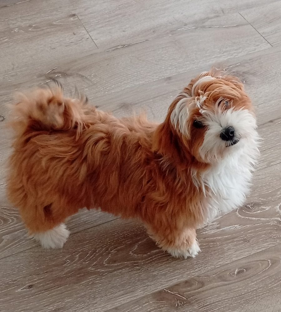 Prana, le chien de Sophie Mele, à la maison
