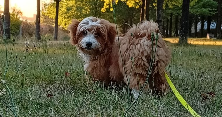 Prana, le chien de Sophie Mele, en sortie