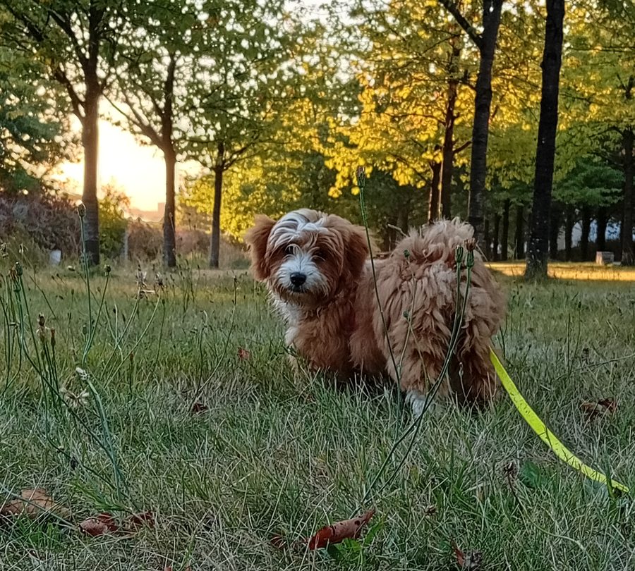 Prana, le chien de Sophie Mele, en sortie dans l'herbe